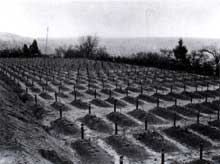 Hadamar: le cimetière. Photo prise en avril 1945